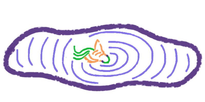 fish in a lake